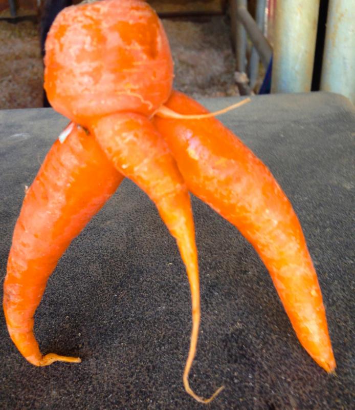 big boy carrot