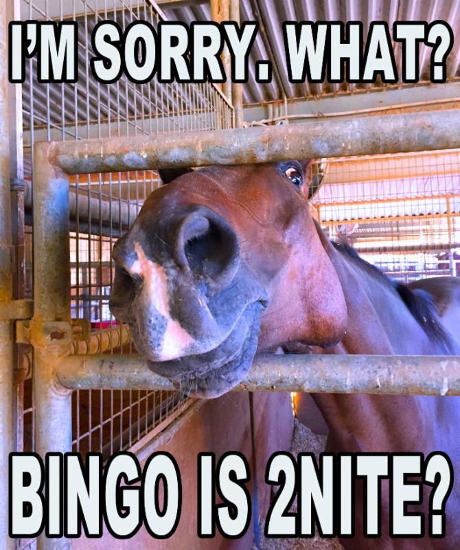 bingo-is-tonight-horse