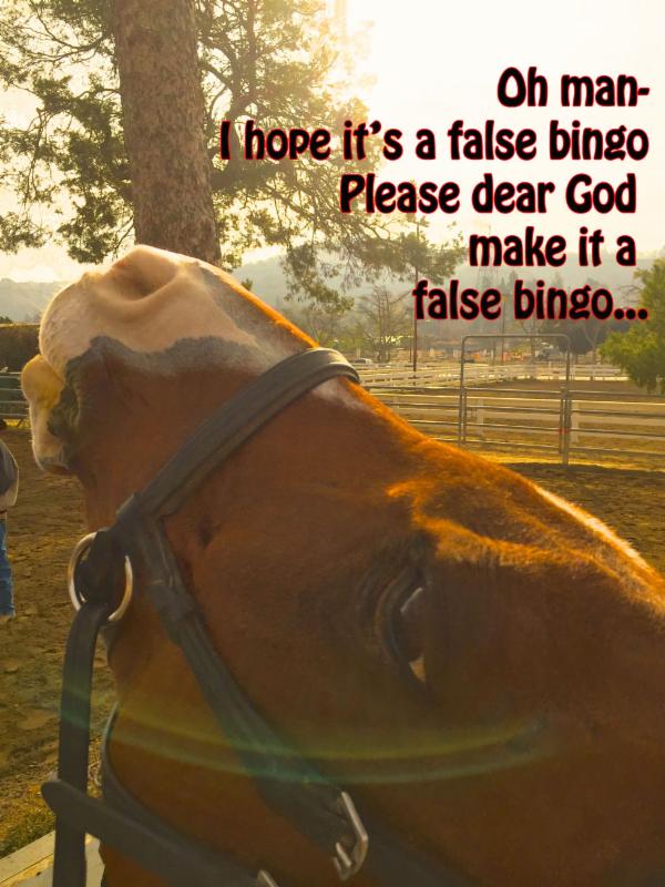 false-bingo-buddy