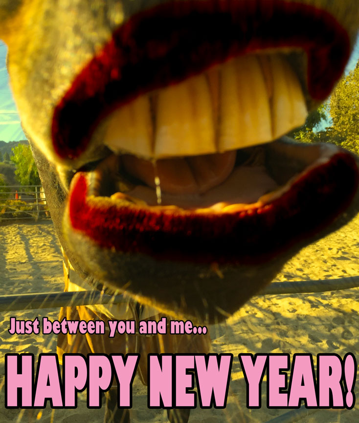 happy-new-year-horse