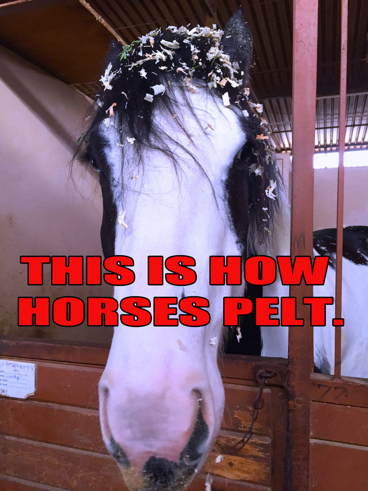 how-horses-pelt