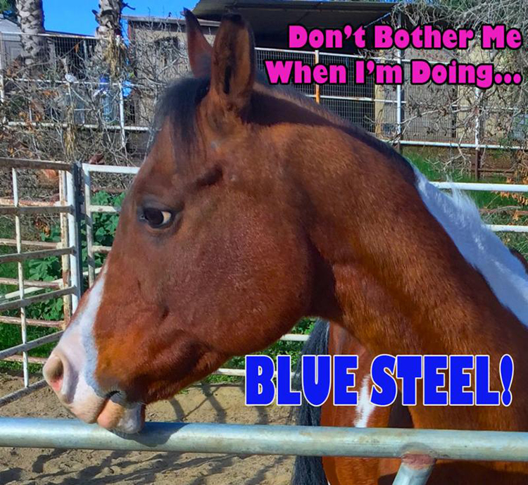 buddy-blue-steel