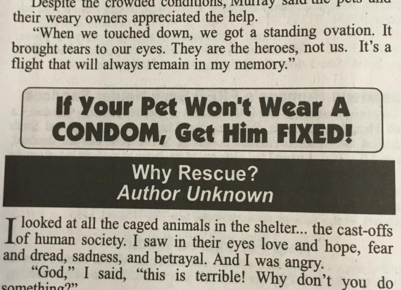 pet condom